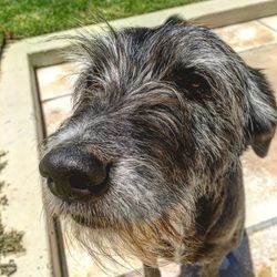 Close-up portrait of dog