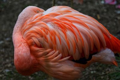 Close-up of a bird