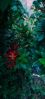 Close-up of red berries on plant