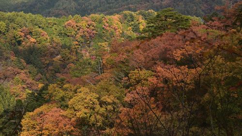 High angle view of trees in forest during autumn