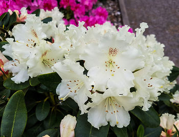 Close-up of pink flowers