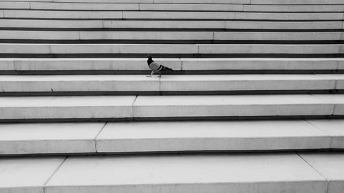 Side view of pigeon on steps