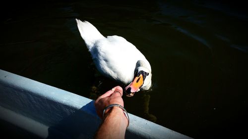 Cropped hand feeding swan by lake