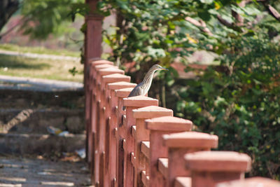 View of bird on wood