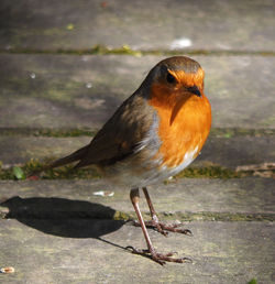 Close-up of bird perching outdoors