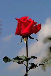 Close-up of red rose against sky