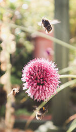 Close-up of honey bee on pink flower