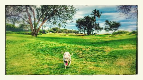 Dog on grassy field