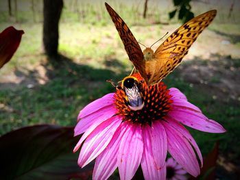 Close-up of butterfly pollinating flower