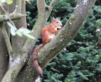 Close-up of squirrel on tree branch