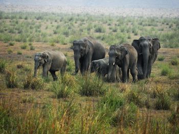 Elephant mothers with calves in dhikala grassland in corbett tiger reserve