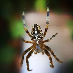 Close-up of insect