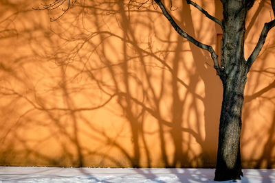 Close-up of bare tree during winter