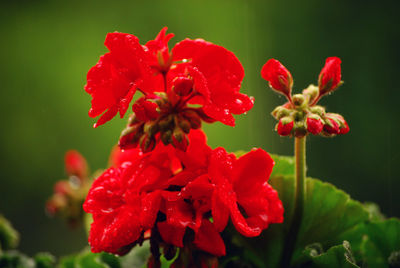 Close-up of red flowers blooming outdoors