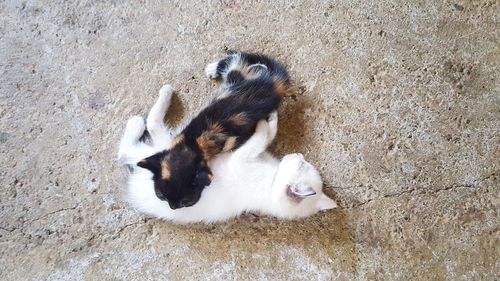 High angle view of cat