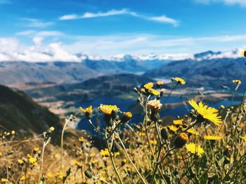 Yellow flowering plants on field against cloudy sky