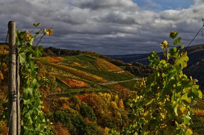 Herbstliche weinberge im ahrtal 