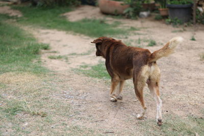 Dog standing on field