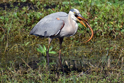 Close-up of great blue heron eating orange water snake