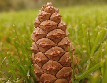 Close-up of pine cone on field