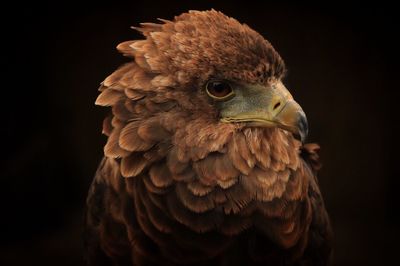 Close-up of owl against black background