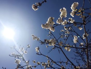 Low angle view of tree against blue sky