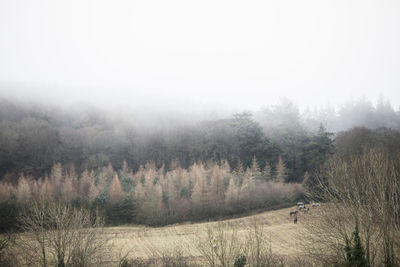 Trees on field against sky