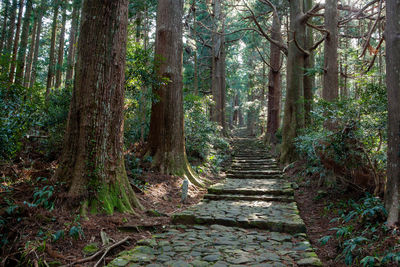 View of bamboo trees in forest