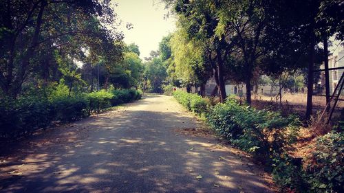 Narrow pathway along trees