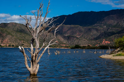 Bare tree by lake against mountain range