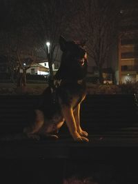 Illuminated horse against sky at night