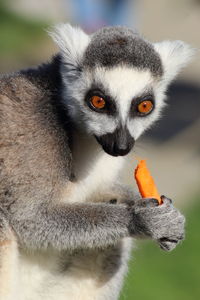 Close-up of lemur eating carrot