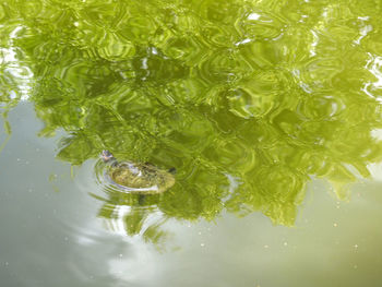 High angle view of turtle in lake