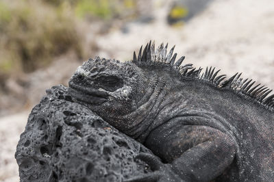 Close-up of lizard