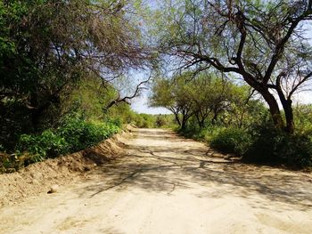 Dirt road passing through forest