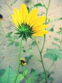 Close-up of yellow flower blooming outdoors