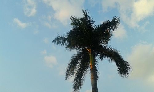 Low angle view of palm trees against cloudy sky