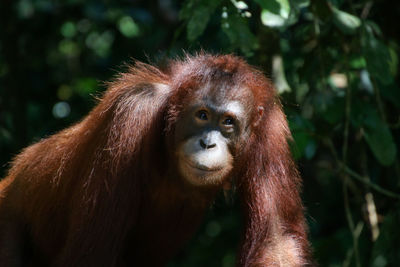 Close-up portrait of a monkey