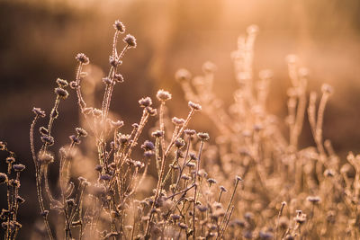 Close-up of stalks in field