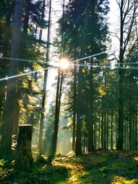 Sunlight streaming through trees in forest