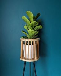 Close-up of plant against blue background