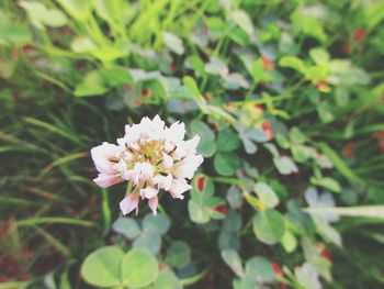 Close-up of white flowers blooming outdoors