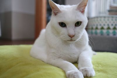 Portrait of white cat sitting at home