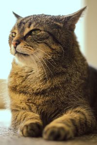 Close-up of a cat looking away