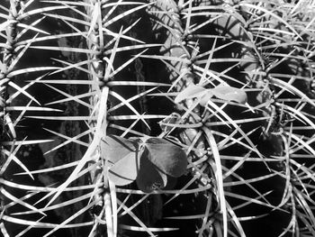 Close-up of bird nest