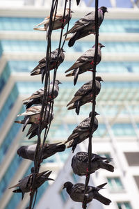 Low angle view of pigeons outdoors