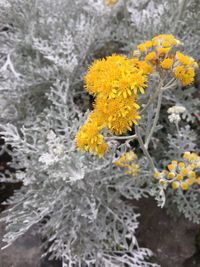 Close-up of yellow flowers blooming outdoors