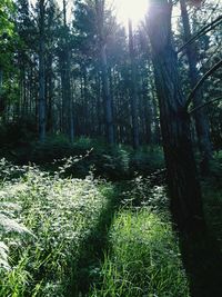 View of trees in forest