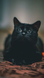 Close-up portrait of black cat