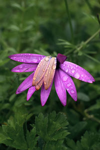 Delicate purple flower full of rain drops